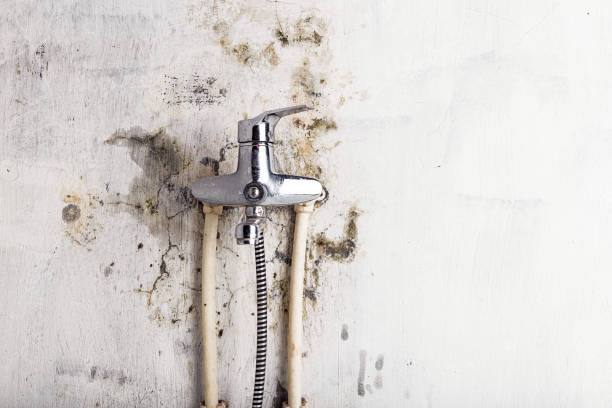 Best Mold Remediation  in West Valley City, UT
