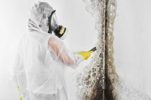 Best Black Mold Removal  in West Valley City, UT