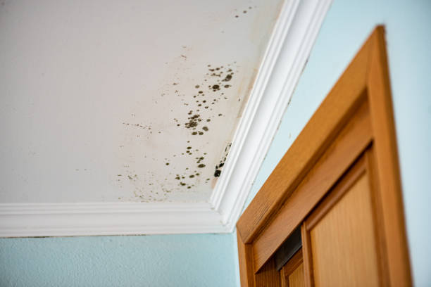 Best Same-Day Mold Removal  in West Valley City, UT