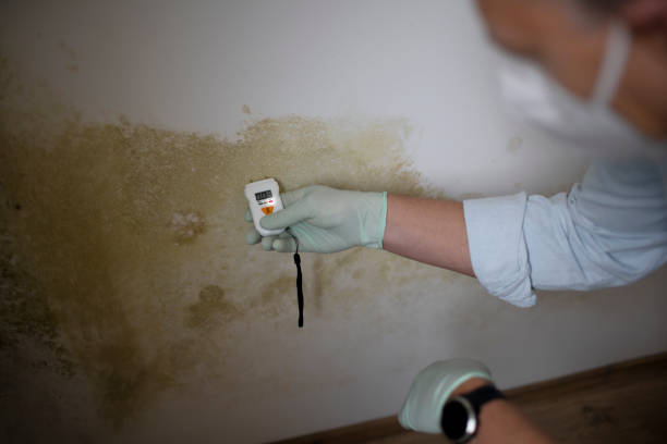 Best Mold Damage Repair  in West Valley City, UT
