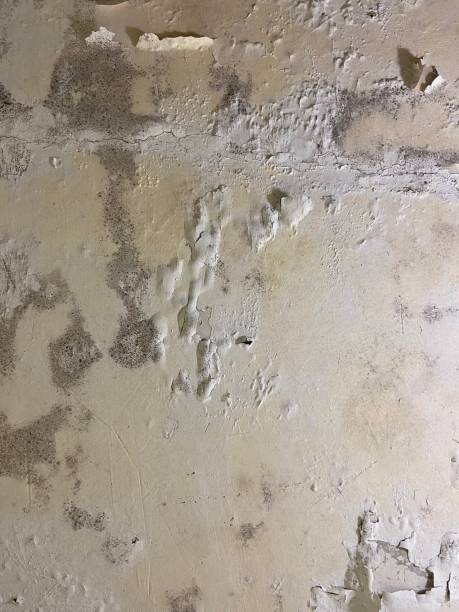 Best Professional Mold Removal  in West Valley City, UT