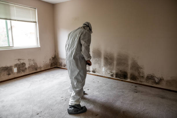 Best Attic Mold Removal  in West Valley City, UT