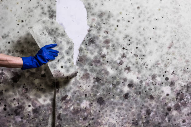 Certified Mold Removal in West Valley City, UT