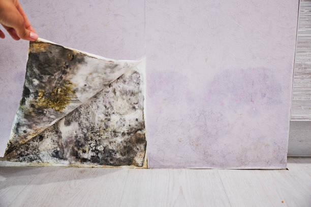 Best Mold Testing  in West Valley City, UT